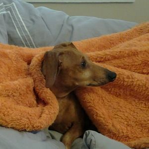 Meet your Posher, Bay